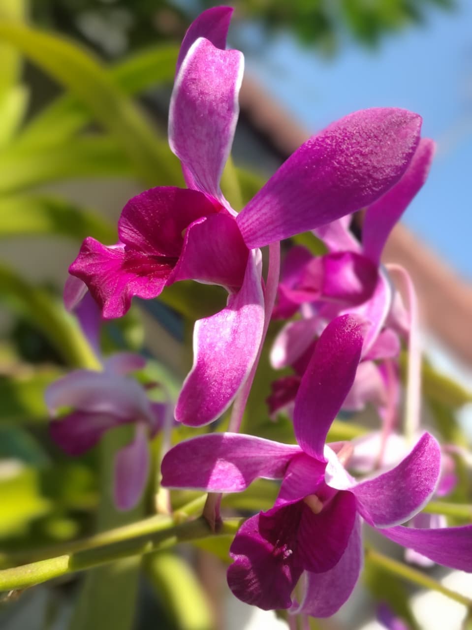 Beautiful Orchids